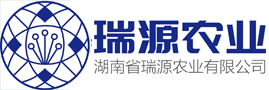 龍牙百合